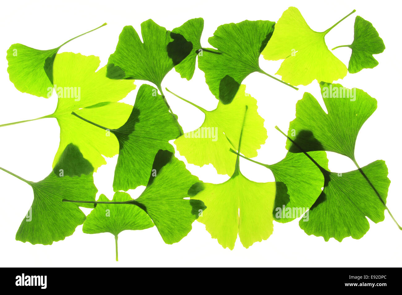 Ginkgo biloba Foto Stock