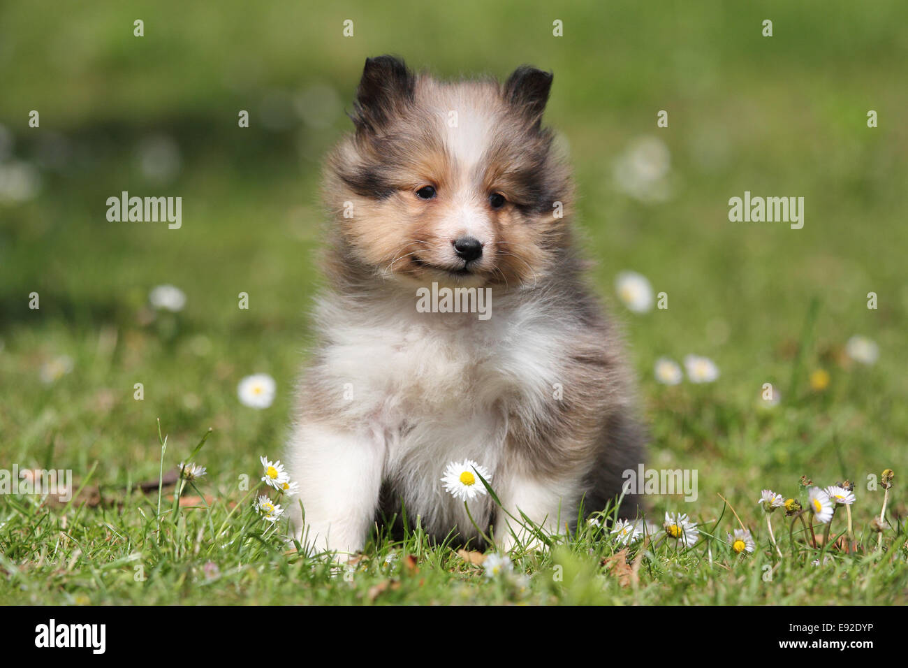 American Shetland Sheepdog cucciolo Foto Stock