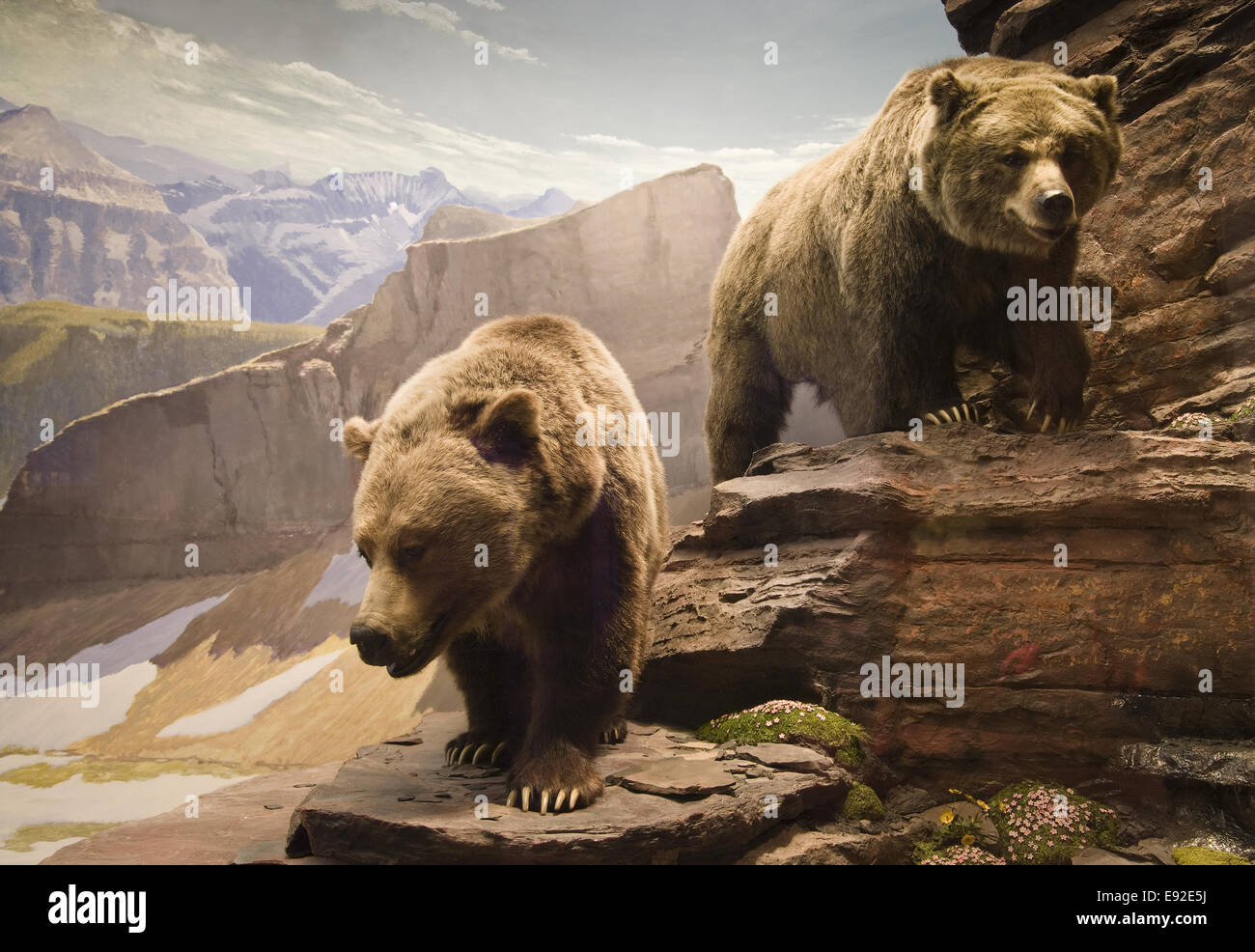 Orsi Grizzly Foto Stock