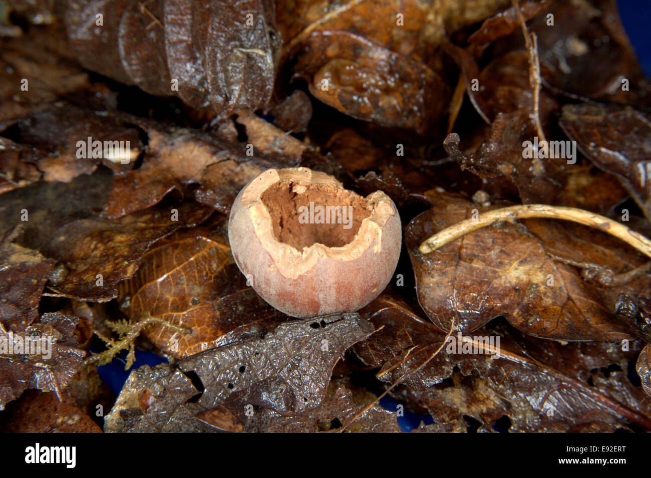 Scoiattolo grigio nibbled dado - Sciurus carolinensis Foto Stock