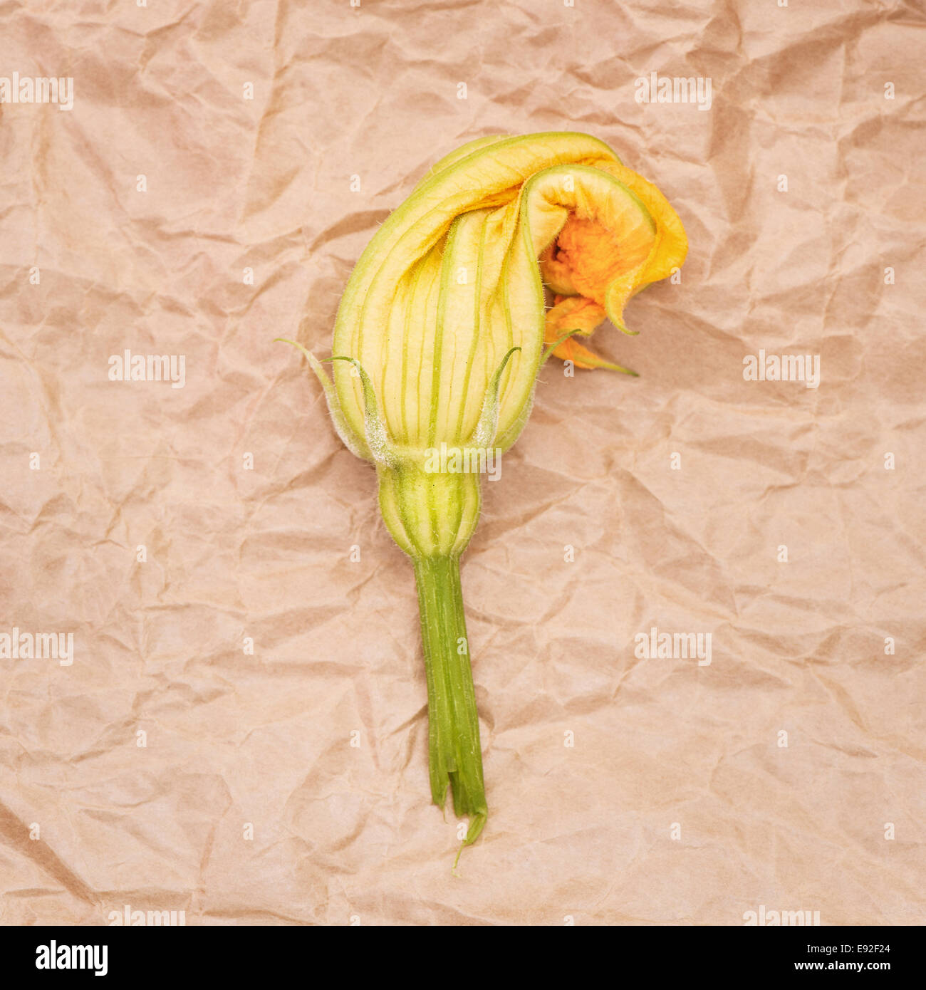 Fiore di zucchine (Cucurbita pepo) su carta Foto Stock