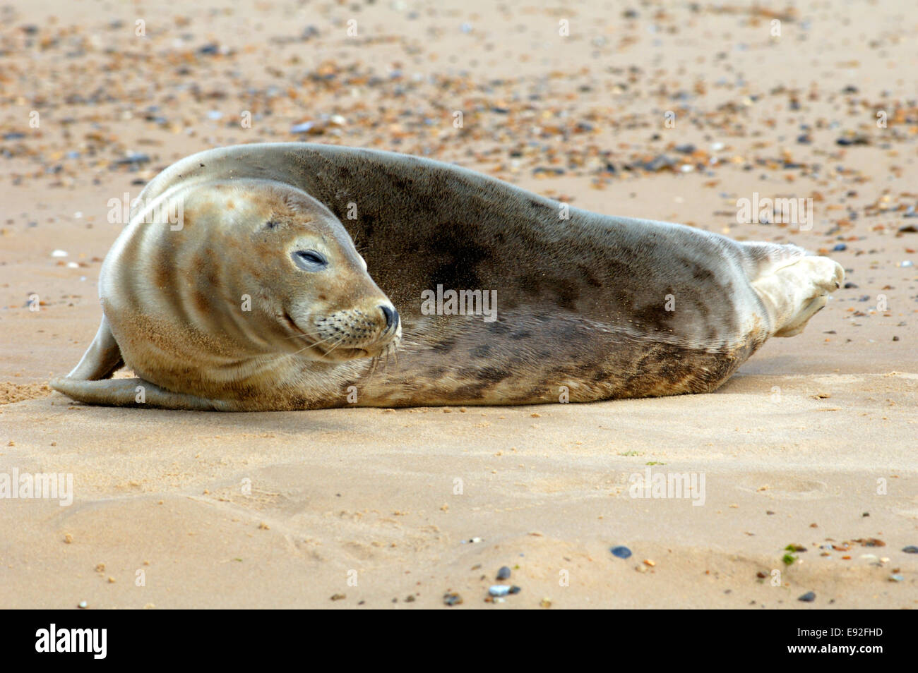 Guarnizione grigio - Halichoerus grypus Foto Stock