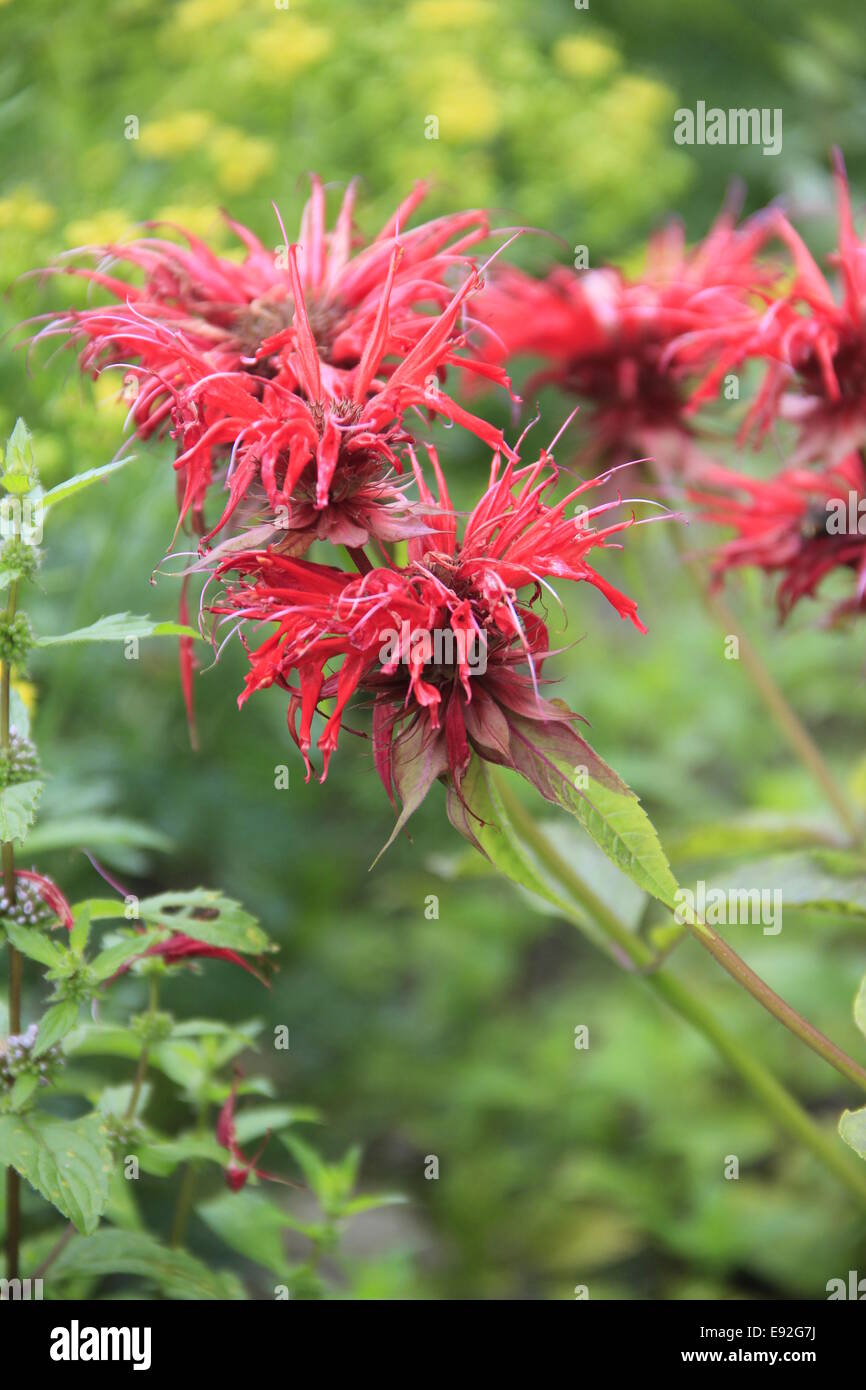 Il bergamotto - Monarda didyma Foto Stock