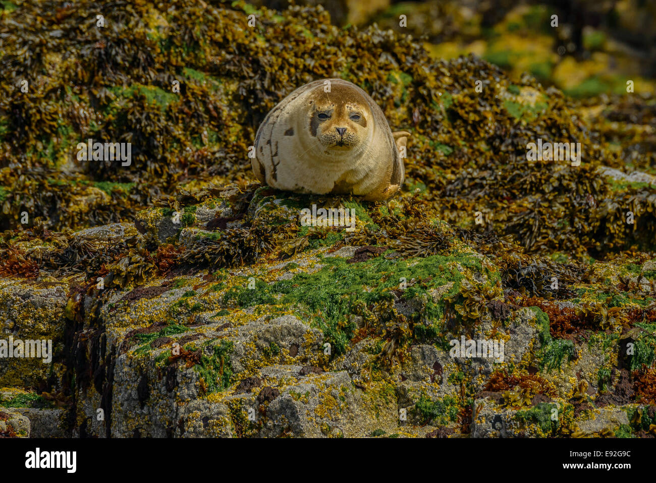 Un lone Grigio Grigio guarnizione pup guarda la fotocamera mentre nel suo habitat naturale su di un promontorio roccioso sul mare. Foto Stock