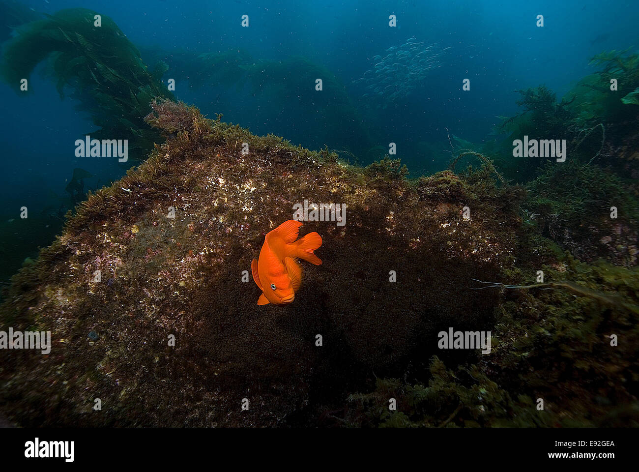 Garibaldi pesce nuotare presso la California scogliera sottomarina Foto Stock