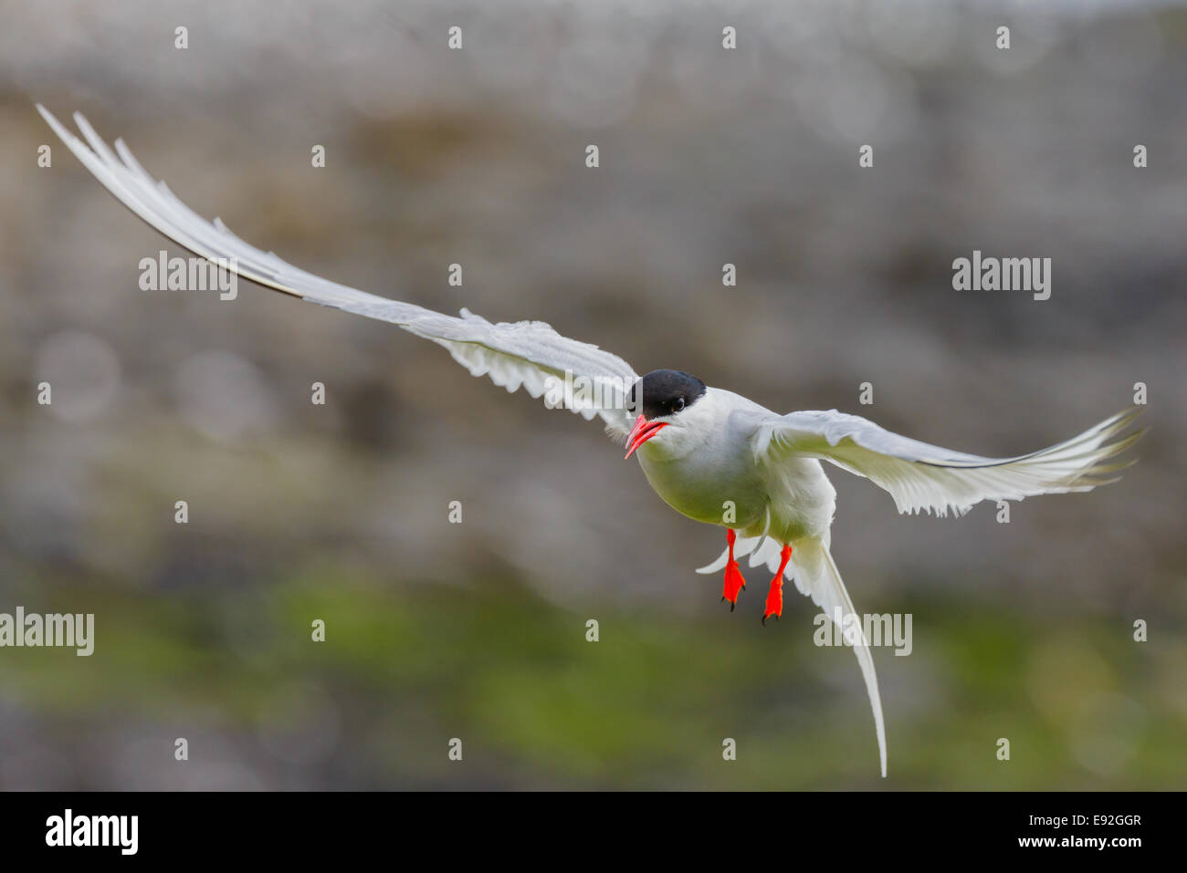 Un adulto selvatico Arctic Tern (sterna paradisaea) aggressivamente protegge il suo nido come si posiziona il puntatore del mouse nella parte anteriore della fotocamera. Foto Stock