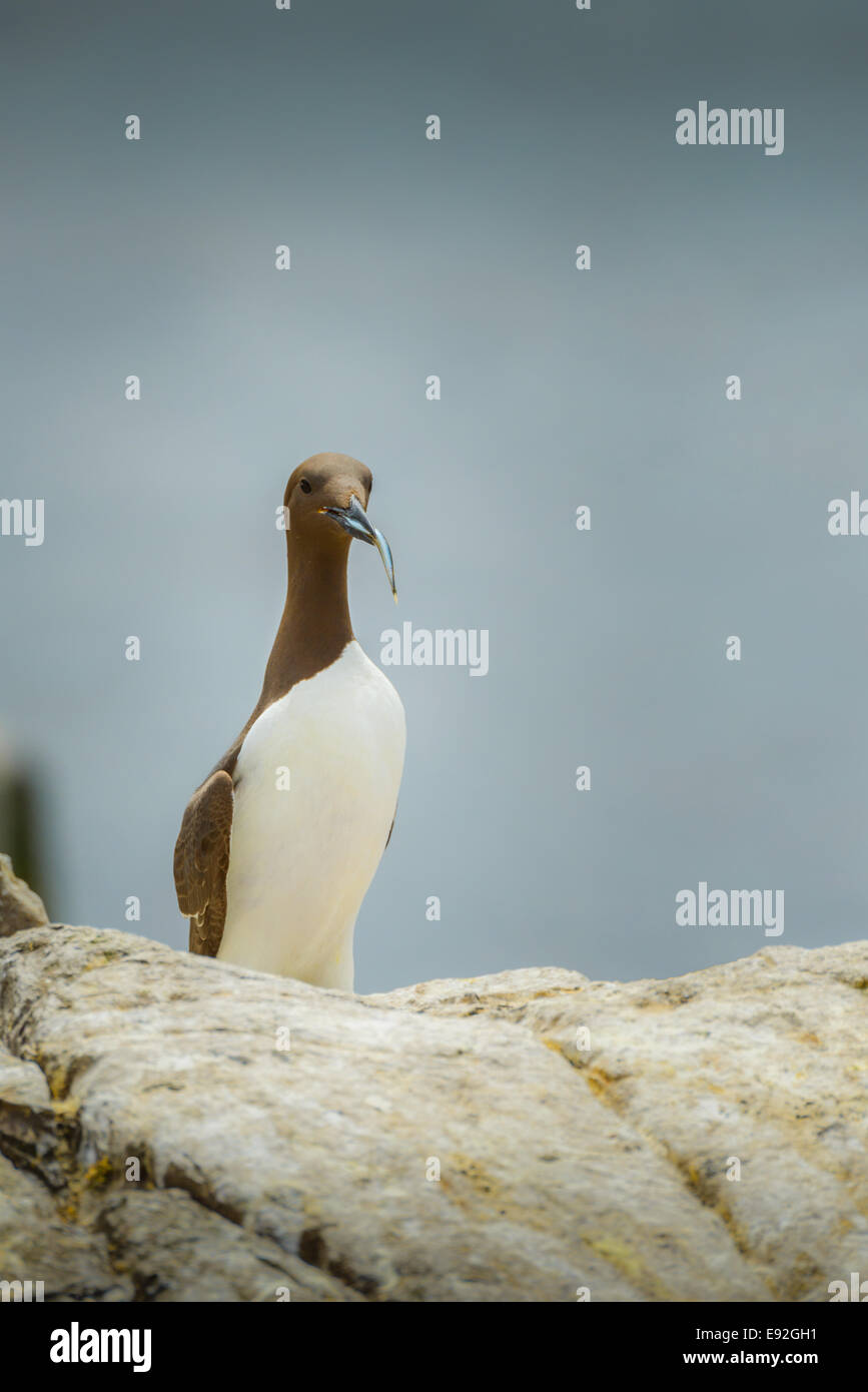 Un adulto selvatico guillemot (Uria aalge), cioccolato di colore marrone, in piedi con un cicerello pesce nel suo becco bill. Foto Stock