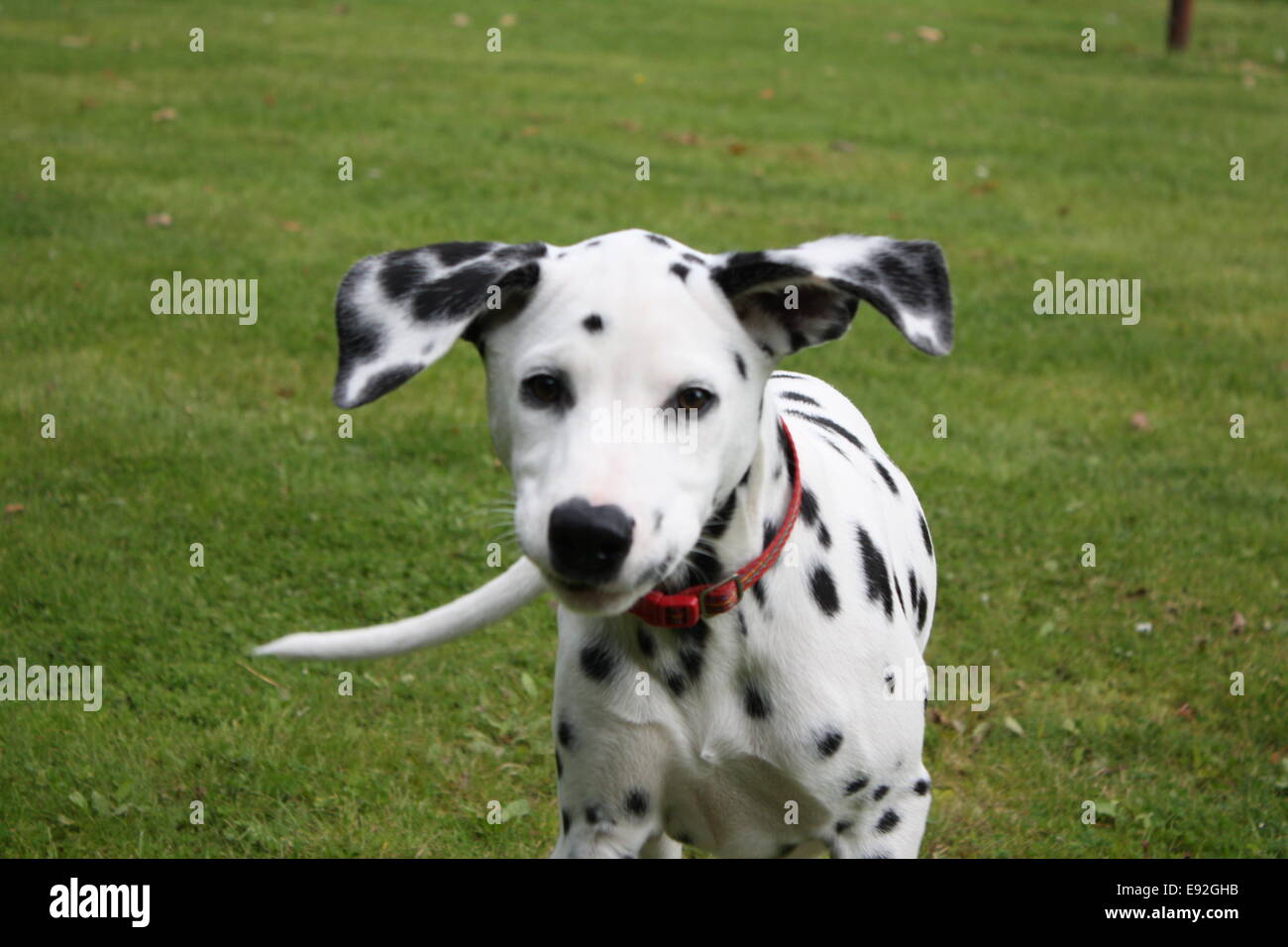 Set dalmata per adulto. I più divertenti