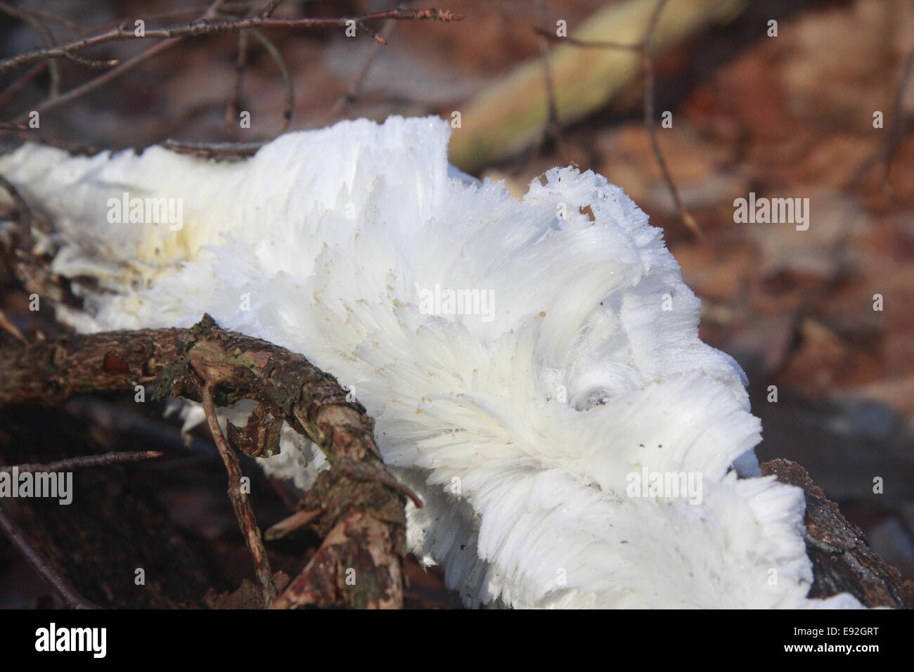 Un Haareis abgestorbenem Ast Foto Stock
