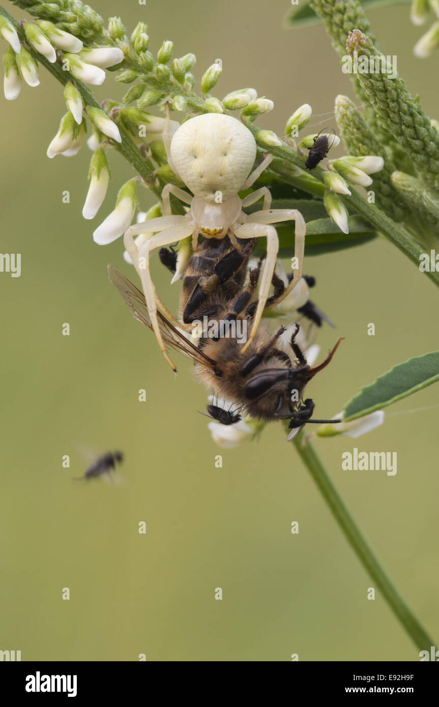 Oro ragno granchio (Misumena vatia) Foto Stock