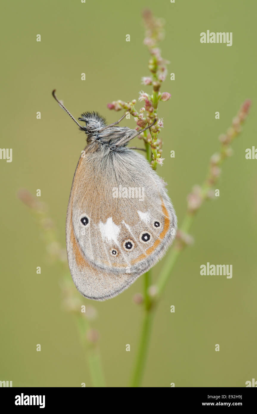 Brush-footed butterfly (Coenonympha glycerion) Foto Stock