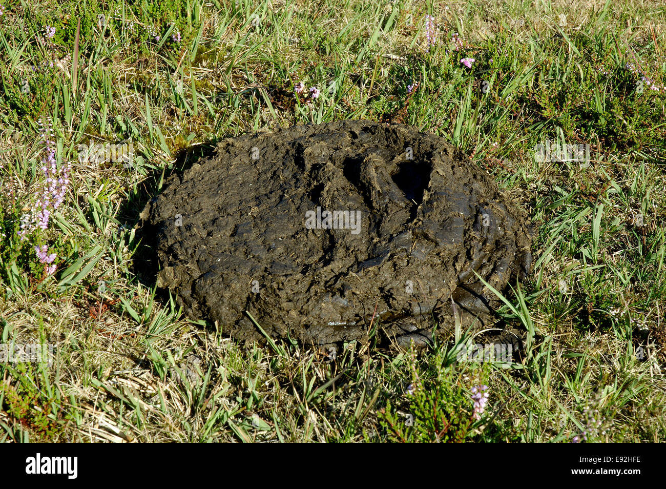 Deiezioni del bestiame - Bos primigenius Foto Stock