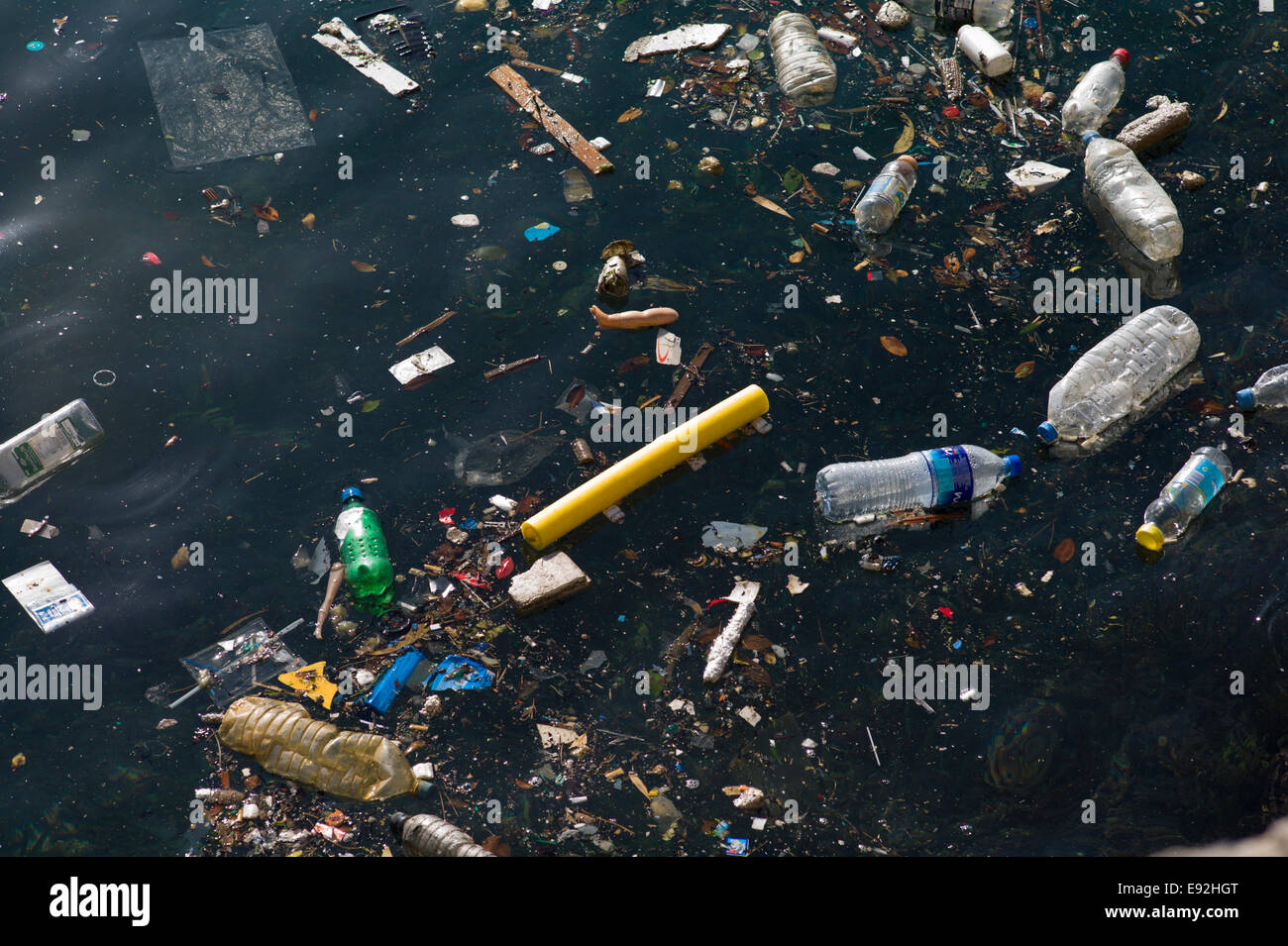 Cucciolata galleggiante sul mare. Foto Stock