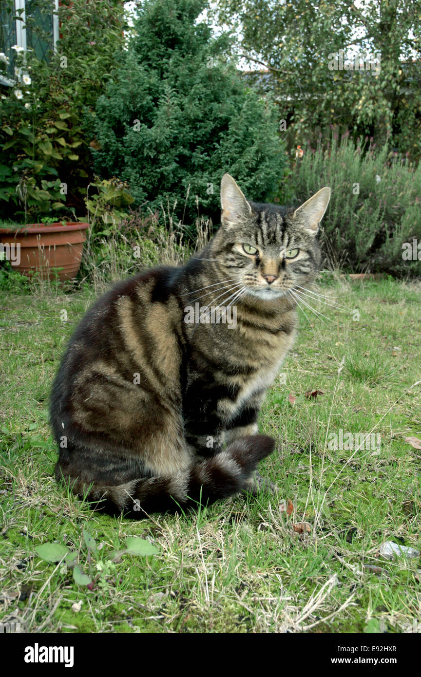 Domestico gatto Tabby - Felis silvestris catus Foto Stock