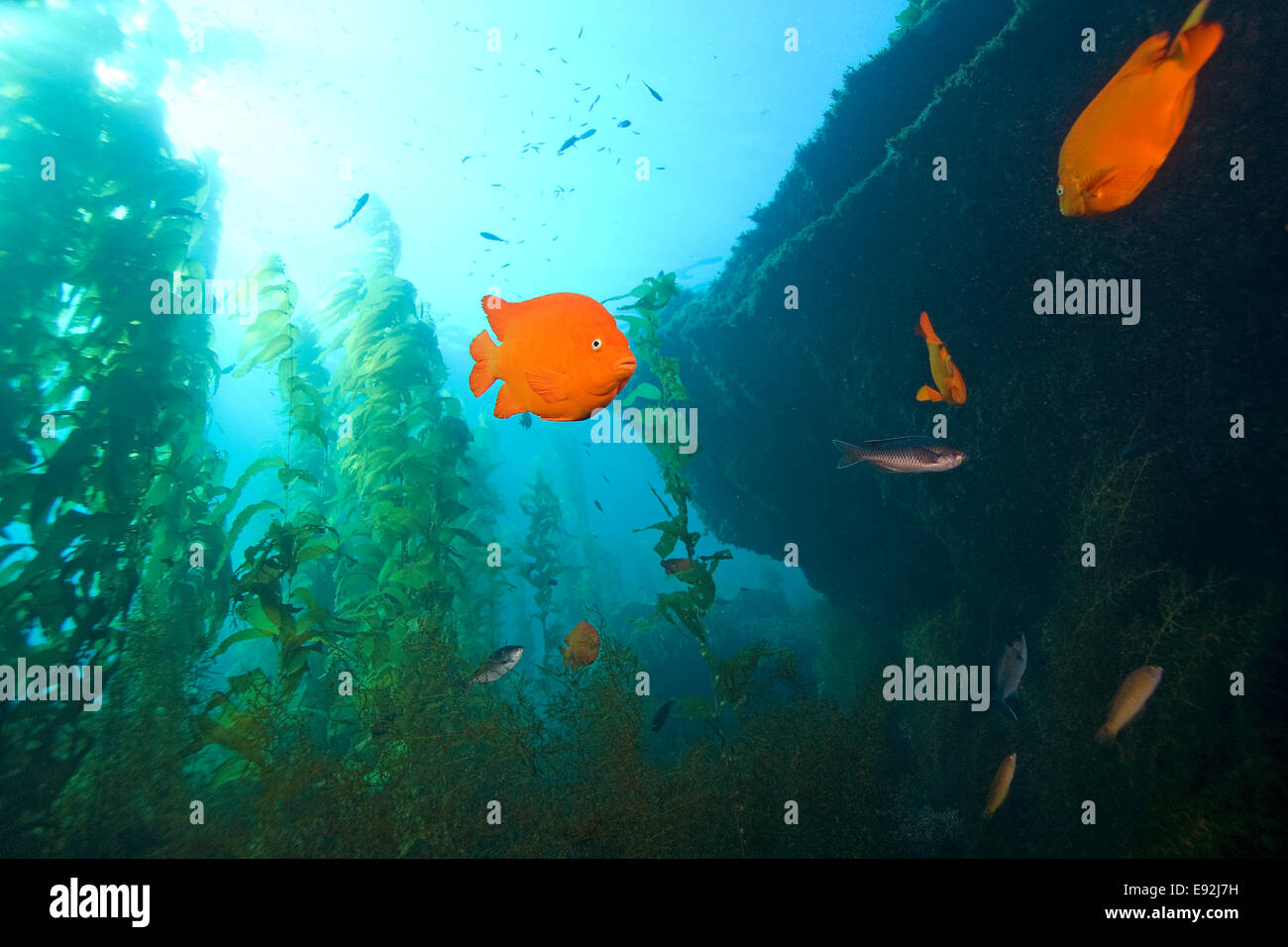 Garibaldi pesce nuotare attraverso la foresta di Kelp Foto Stock