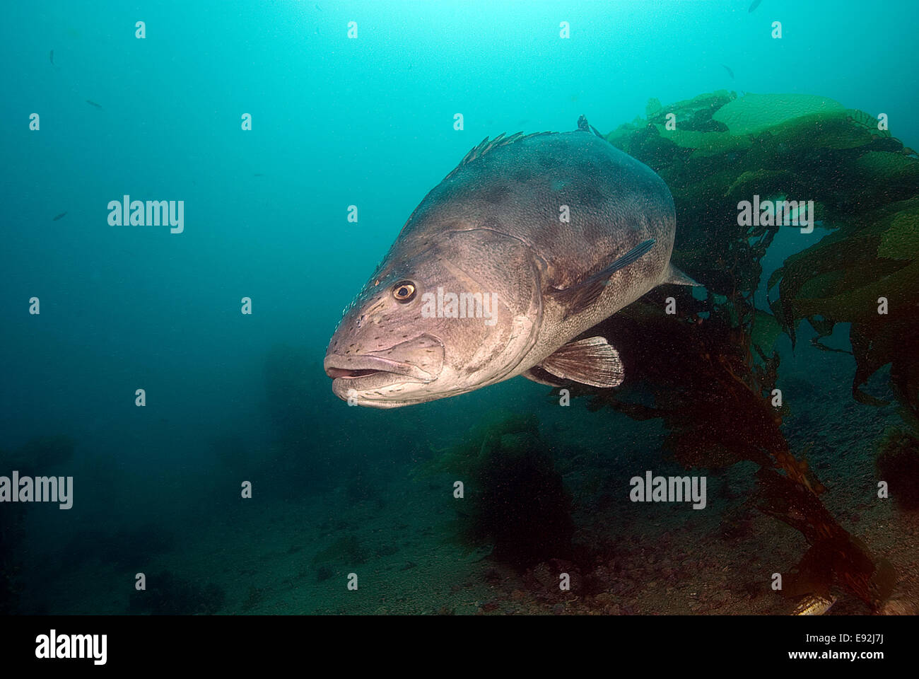 Giant Black Sea Bass nuoto attraverso isola Catalina Kelp Forest Foto Stock