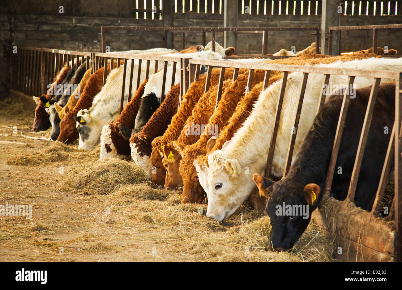 Bovini da carne mangia fieno Foto Stock