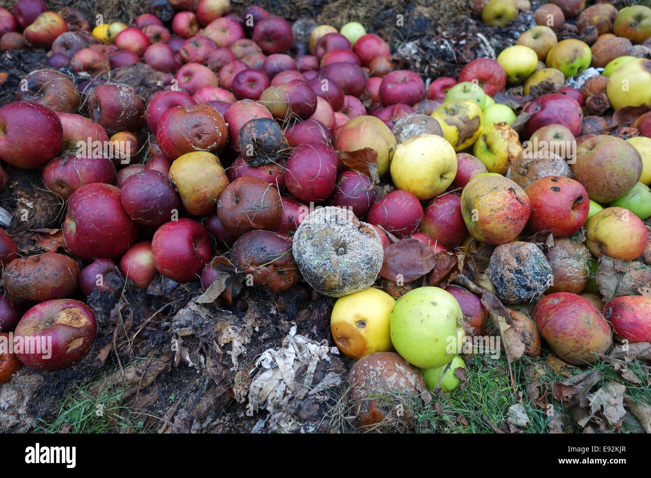 Mele apple marciume marcio giardino compost frutto regno unito Foto Stock