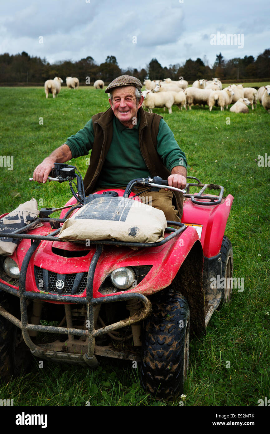 Un Shepard sulla sua moto quad pascere il suo gregge di pecore Lleyn Foto Stock