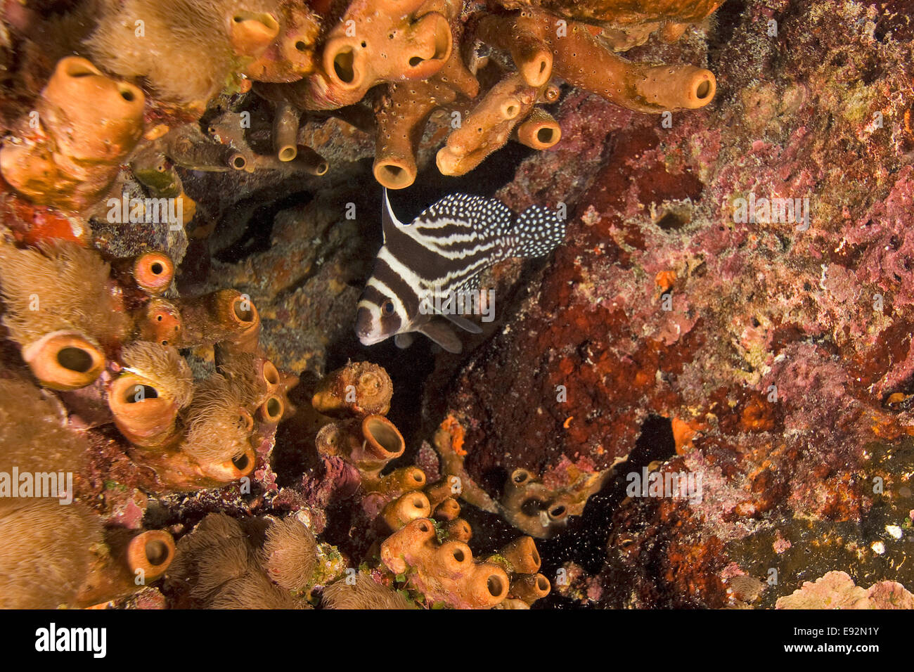 Tamburo maculato Pesce tropicale Foto Stock