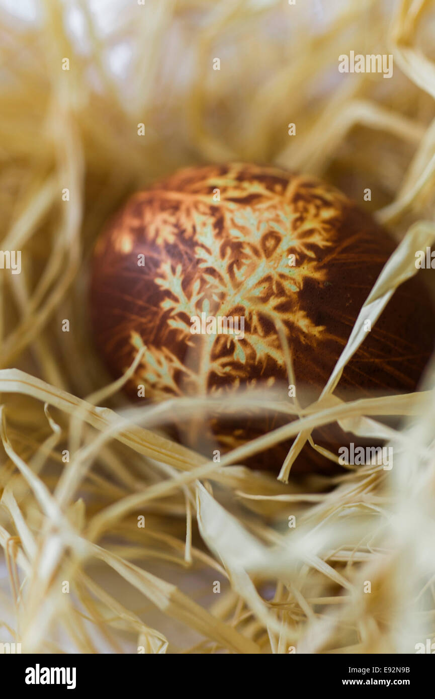 Tinti uovo nel nido, Close-Up Foto Stock