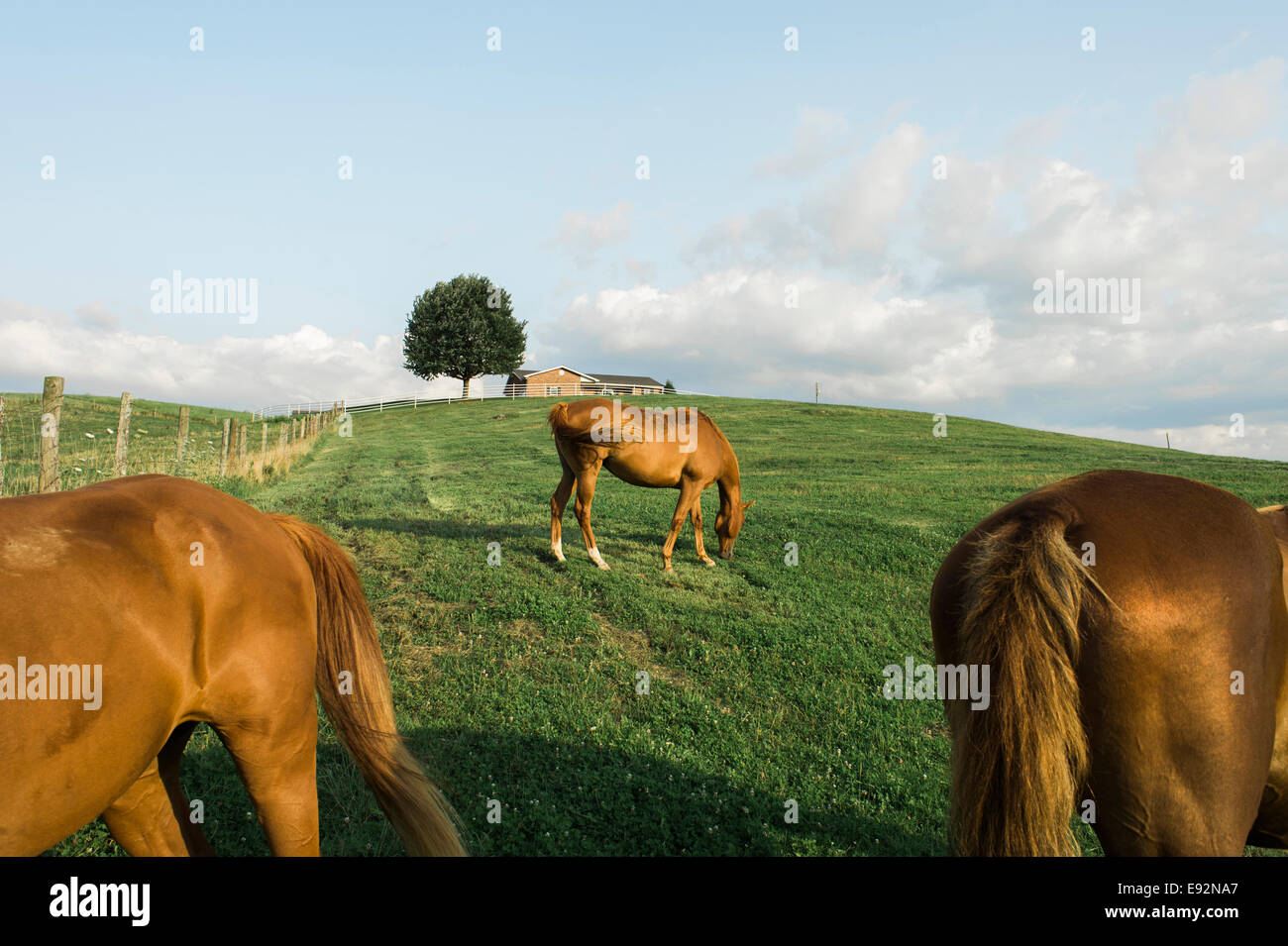 Tre cavalli pascolano in campo in fattoria Foto Stock