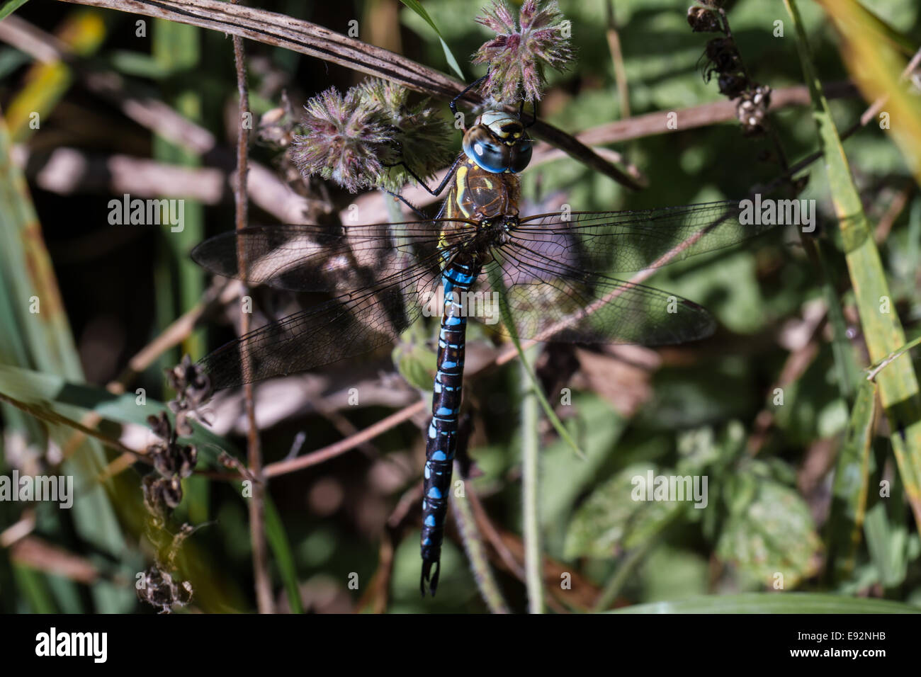 Migrant Hawker Dragonfly in appoggio sulla pianta in autunno Foto Stock