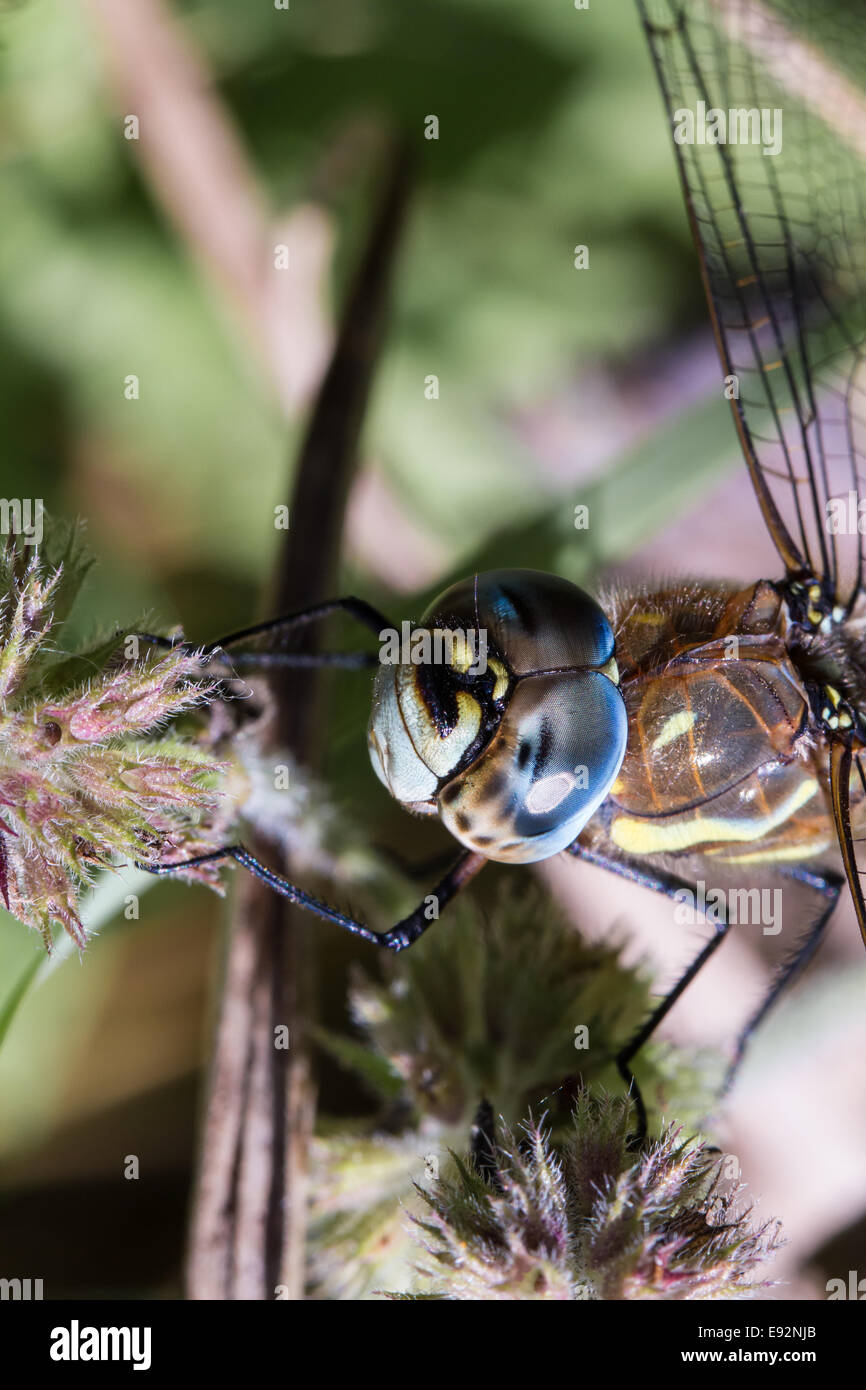 Migrant Hawker Dragonfly in appoggio sulla pianta in autunno Foto Stock