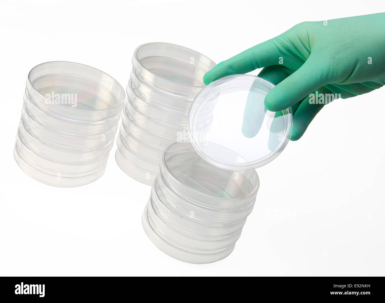 Una capsula di petri viene spostata da una pila da una mano del lavoratore di laboratorio. Piastre di Petri sono vuote. Isolato su bianco Foto Stock