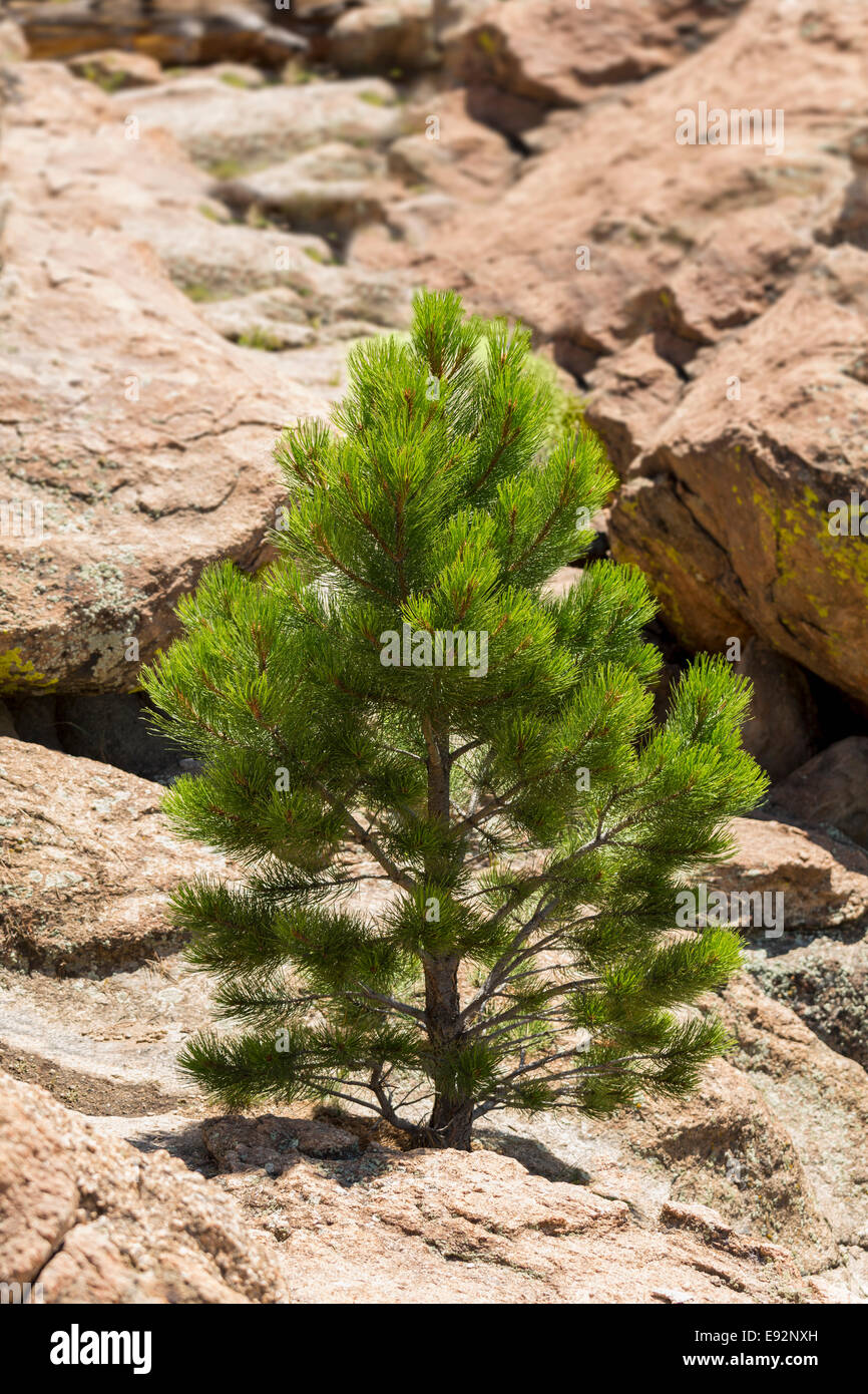 Giovani Ponderosa Pine Tree cresce dal pianoro roccioso da Turtle rocce, Buena Vista, Colorado, STATI UNITI D'AMERICA Foto Stock