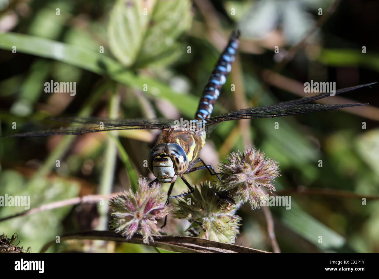 Migrant Hawker Dragonfly in appoggio sulla pianta in autunno Foto Stock