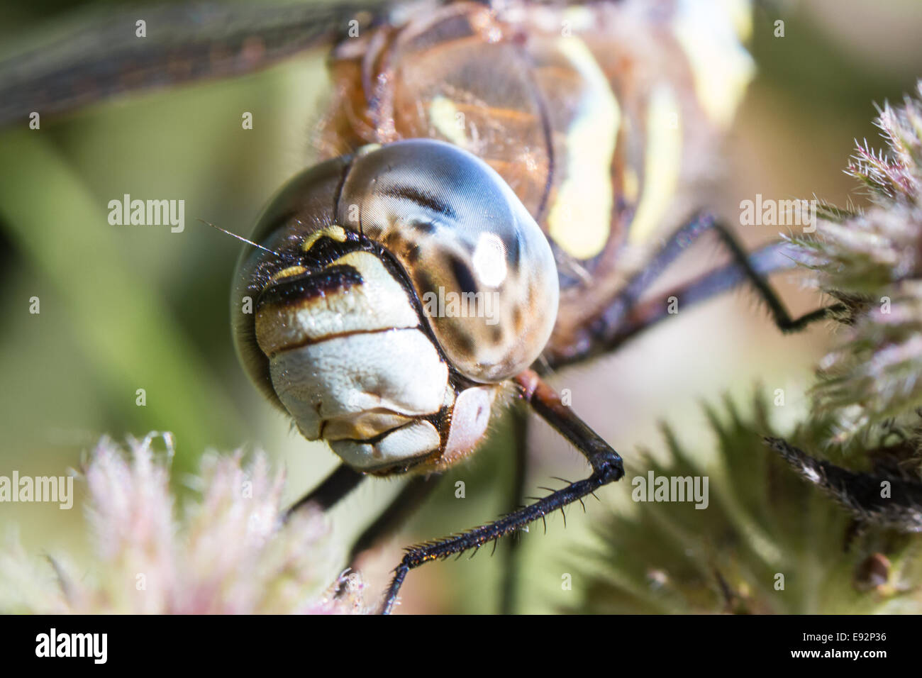 Migrant Hawker Dragonfly in appoggio sulla pianta in autunno Foto Stock