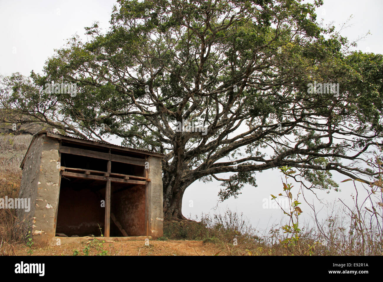 Una capra herders riparo sotto un albero Bodhi sulle colline sopra Bandipur, Nepal. Foto Stock