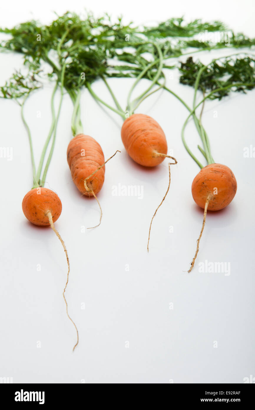 Le carote su sfondo bianco con il fuoco selettivo Foto Stock