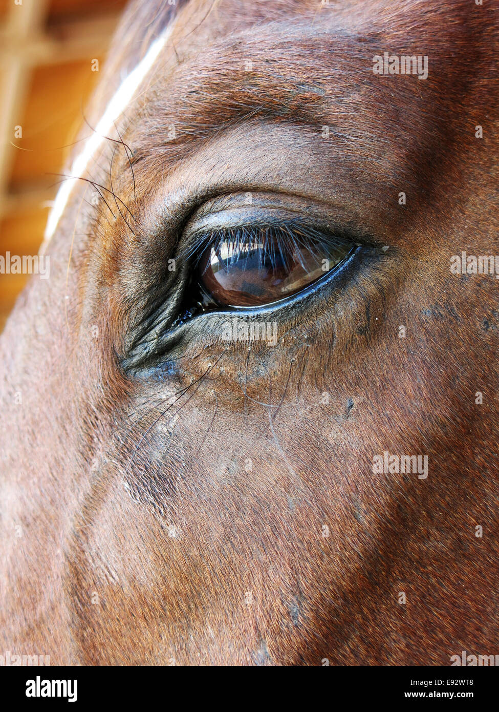 Il cavallo in maneggio, vista laterale, close up,l'occhio. Foto Stock