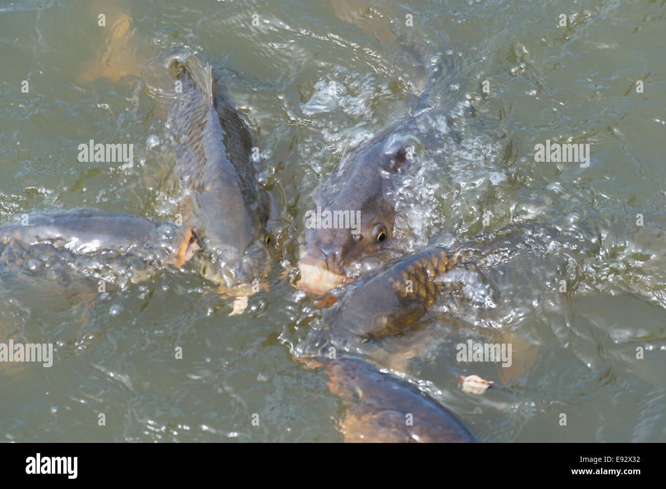 Comune di carpe nuotare in acqua Foto Stock