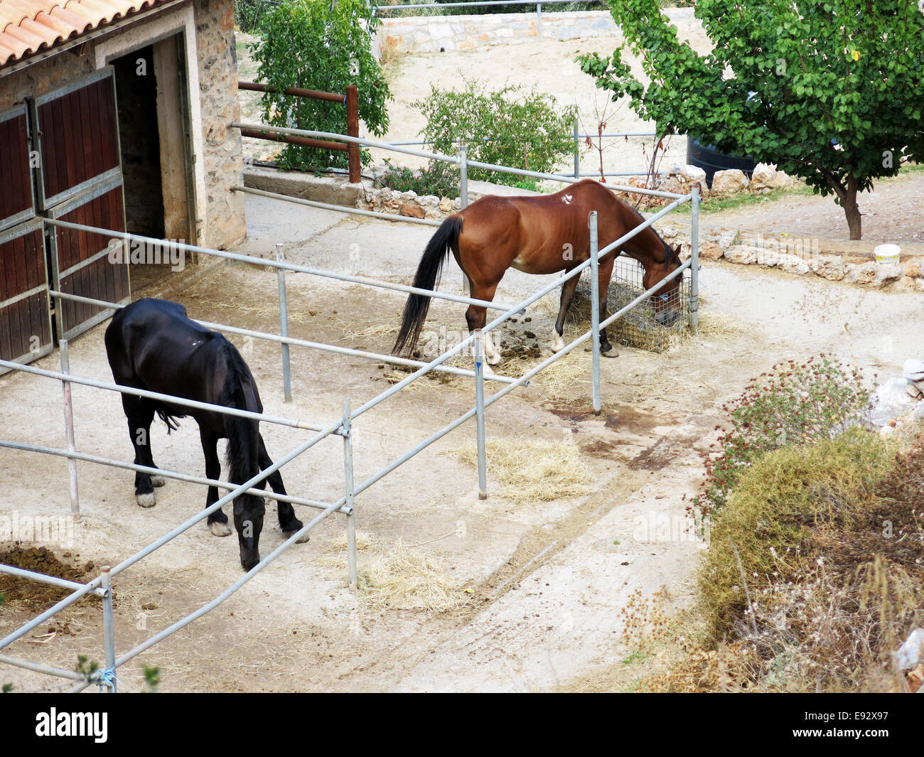 Cavalli al pascolo nelle loro stalle. Foto Stock