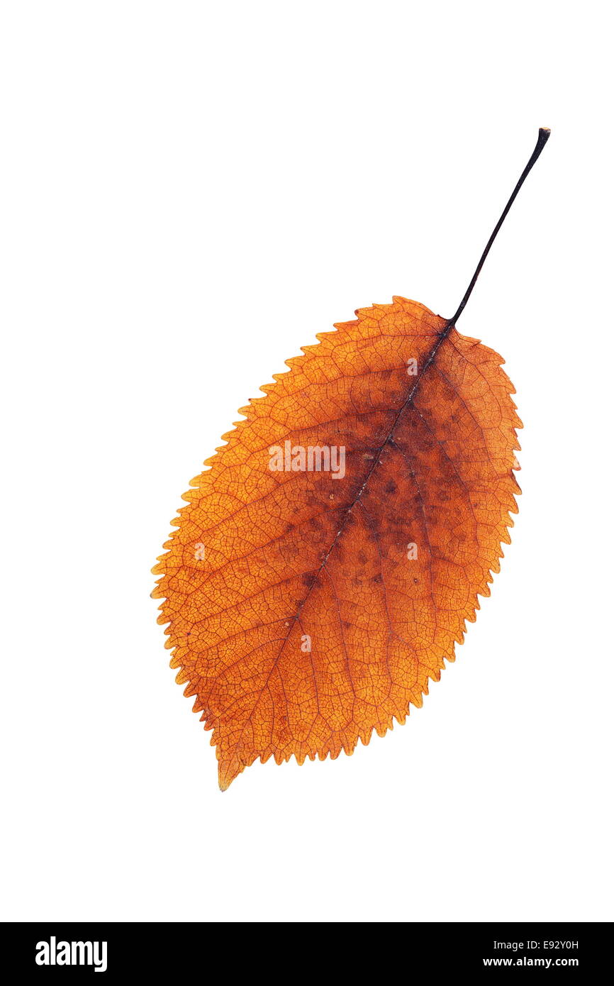 Colorato Cherry leaf isolate su fondo bianco, simbolo di autunno Foto Stock