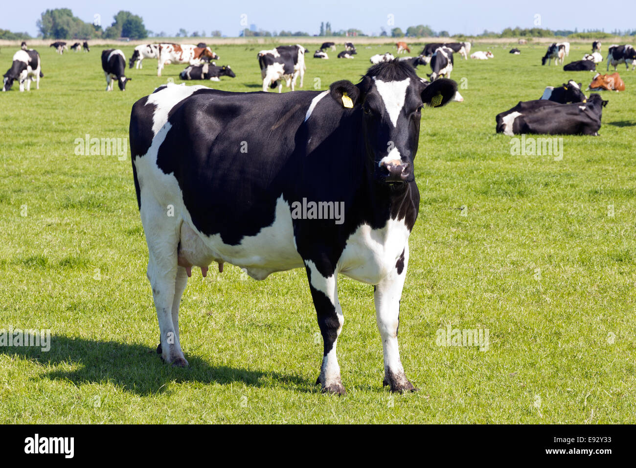 Bianco e nero vacche su terreni agricoli Foto Stock