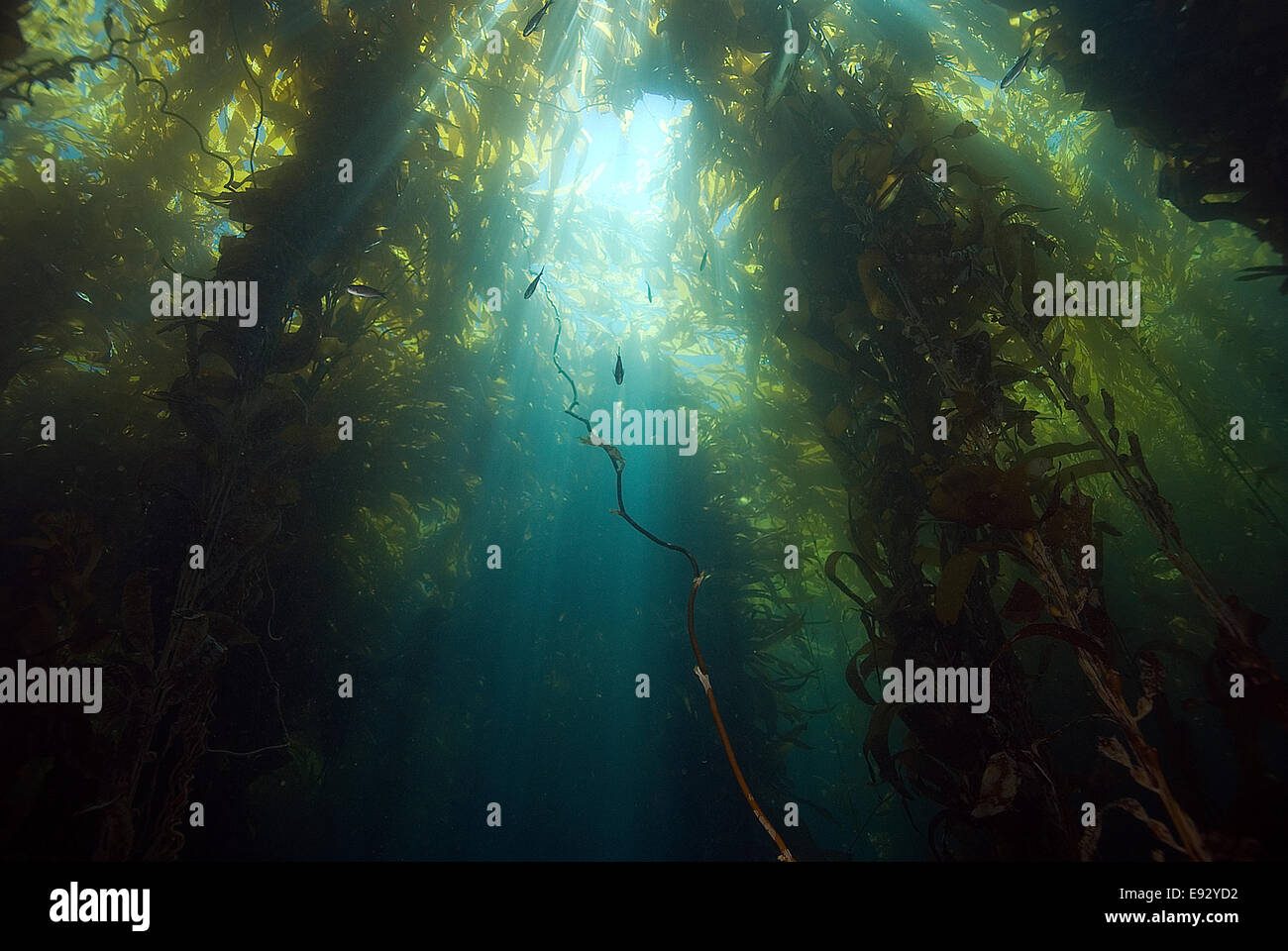 Raggi di sole attraverso la subacquea foresta di kelp Foto Stock