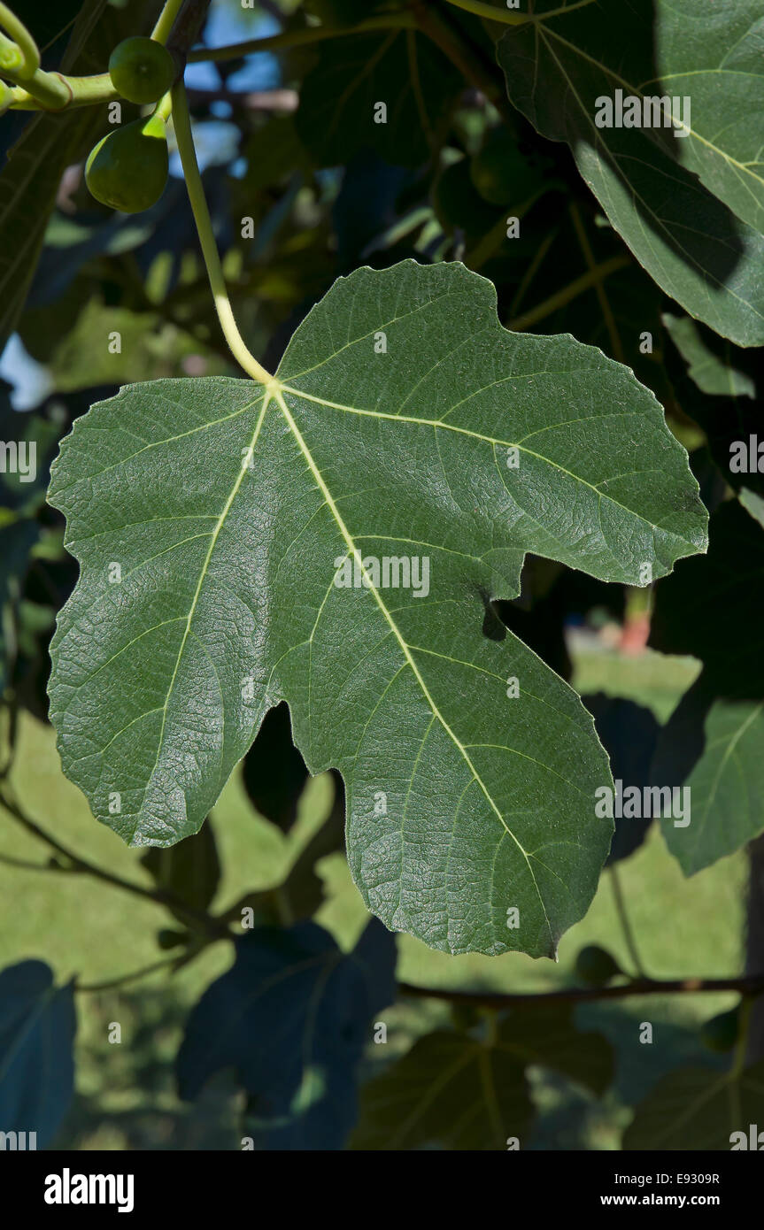 Comune fig - Ficus carica, foglia, Brenes, Siviglia e provincia, regione dell'Andalusia, Spagna, Europa Foto Stock