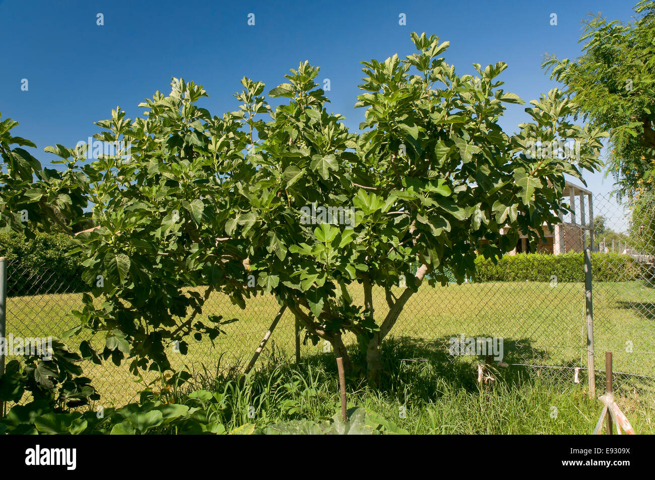 Comune fig - Ficus carica, Brenes, Siviglia e provincia, regione dell'Andalusia, Spagna, Europa Foto Stock