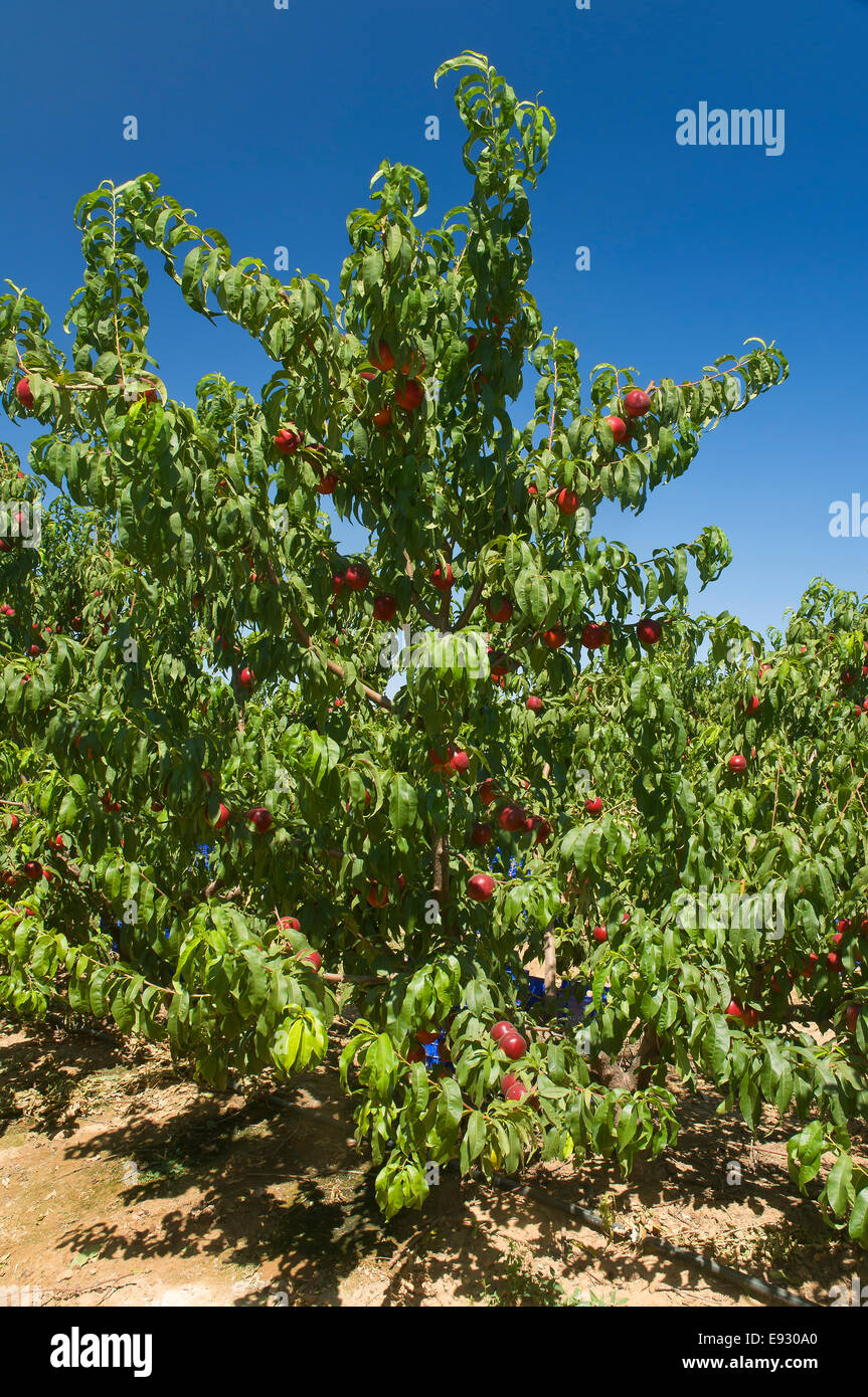 Pesco, Brenes, Siviglia e provincia, regione dell'Andalusia, Spagna, Europa Foto Stock