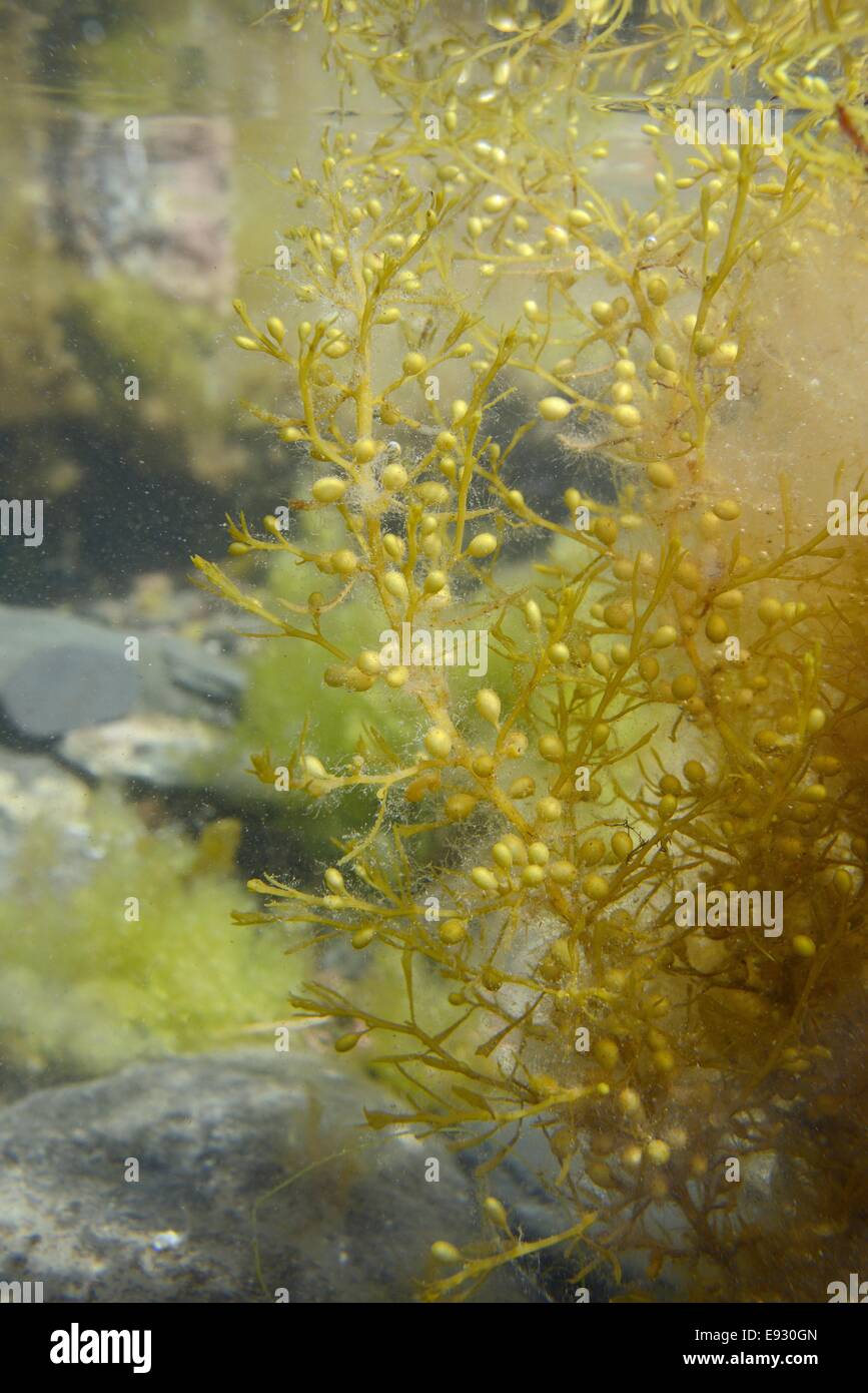 Giapponese / wireweed Japweed (Sargassum muticum), una specie invasive dal Pacifico occidentale diffusione sulle coste europee. Foto Stock