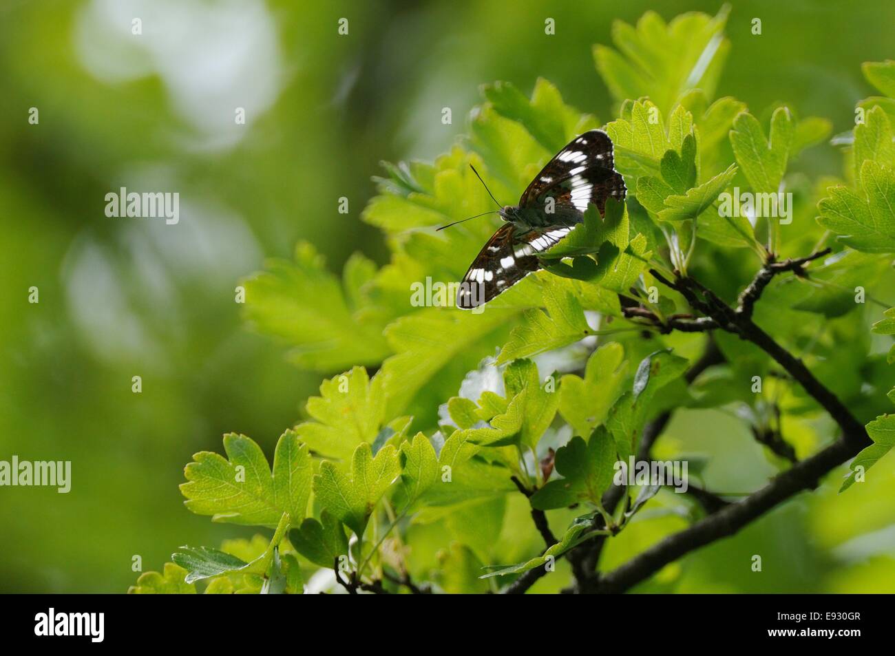 Maschio bianco admiral butterfly (Limenitis camilla) appollaiato sul soleggiato di foglie di quercia alta in un albero, a guardia del suo territorio. Foto Stock