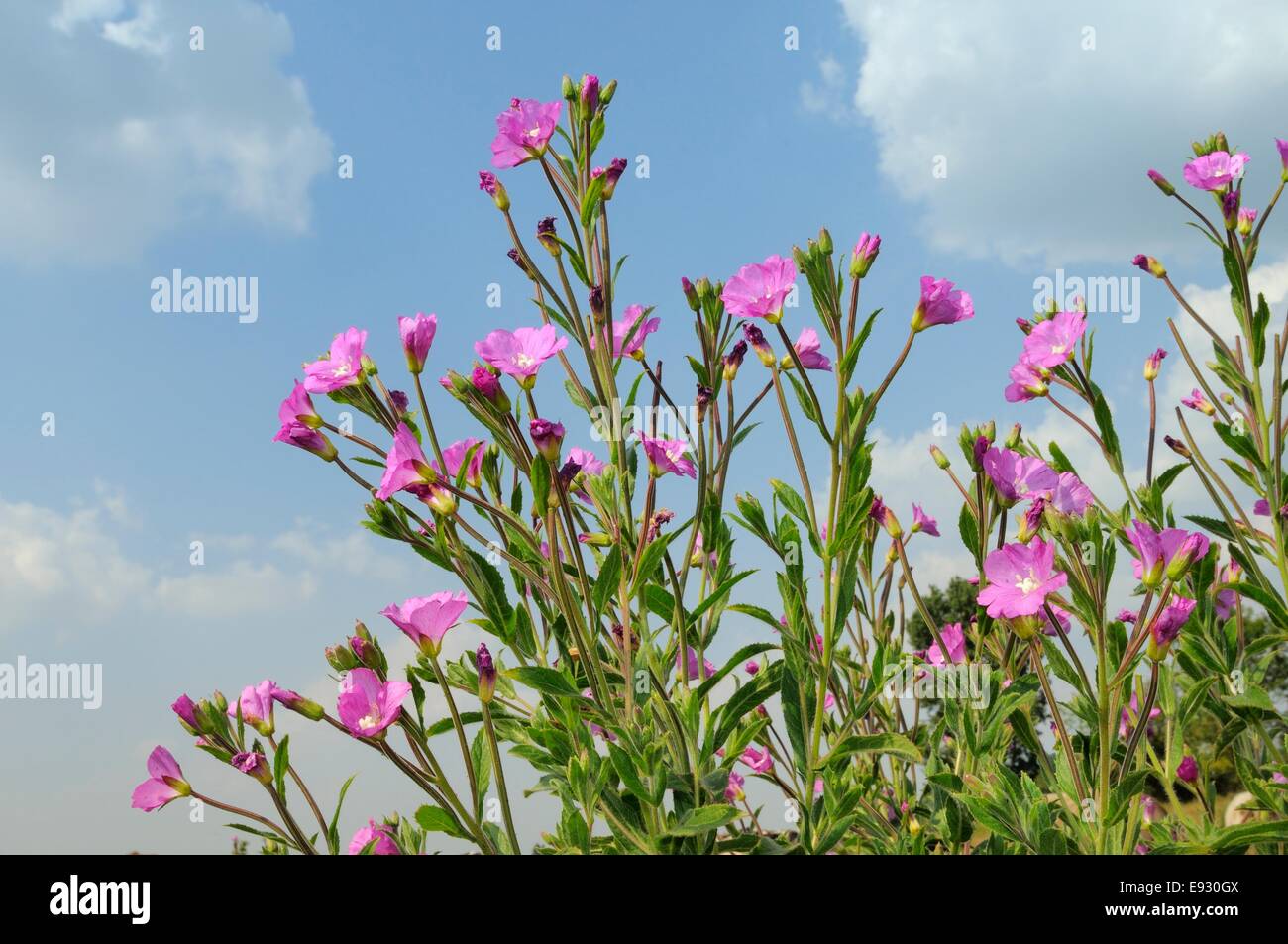 Basso angolo di vista grande willowherb (Epilobium hirsutum) fioritura, Gloucestershire, UK, Luglio. Foto Stock