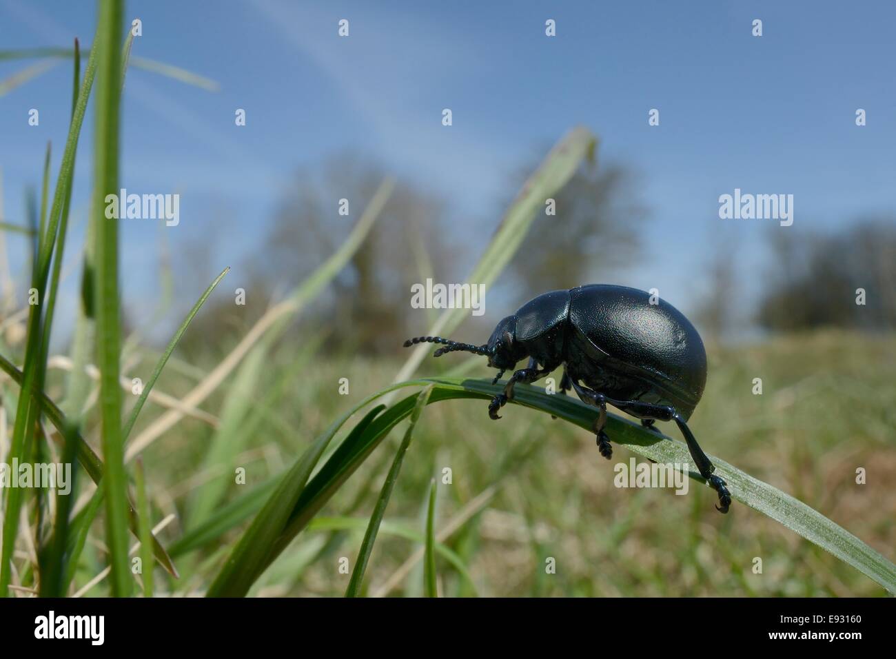 Sanguinosa naso-beetle (Timarcha tenebricosa) arrampicata su erba in un gesso prato pascolo, Wiltshire, Regno Unito, Aprile. Foto Stock