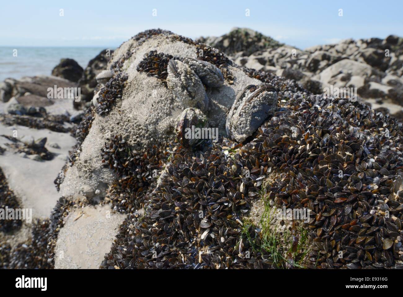 Recentemente risolta comune giovani Mitili (Mytilus edulis) accanto a barnacle incrostati di adulti sulle rocce esposte su una spiaggia rocciosa. Foto Stock