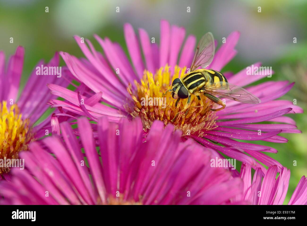 Sunfly (Helophilus pendulus) alimentazione sul rosa (aster Aster novae-angliae) in un giardino Wiltshire, Regno Unito, Settembre. Foto Stock