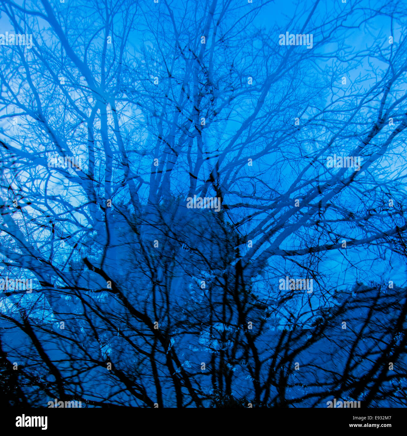 Creepy rami di alberi contro blu cielo notturno Foto Stock